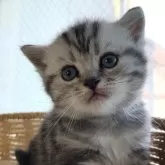 アメリカンショートヘア