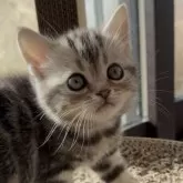 アメリカンショートヘア