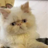 ヒマラヤン【静岡県・男の子・2024年12月1日・クリームポイント】の写真2