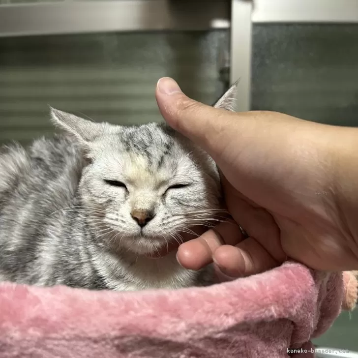 ID：2505-00774の子猫