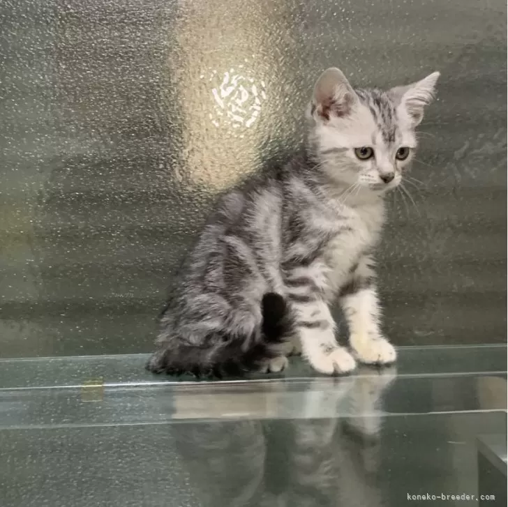 ID：2505-00775の子猫