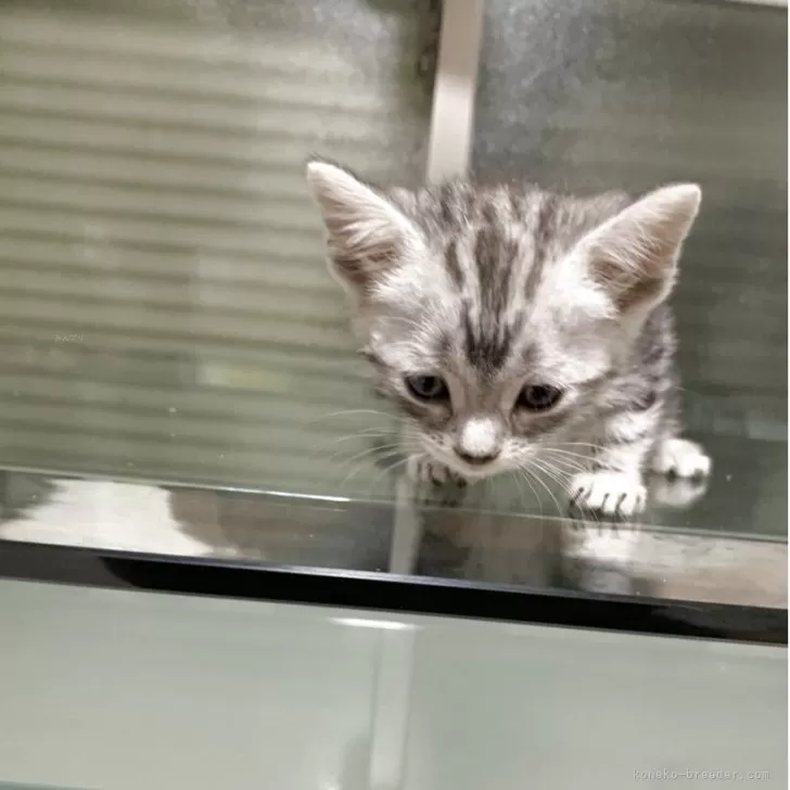 ID：2505-00762の子猫