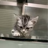 アメリカンショートヘア