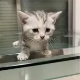 アメリカンショートヘア