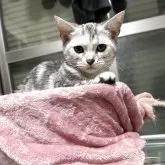 アメリカンショートヘア