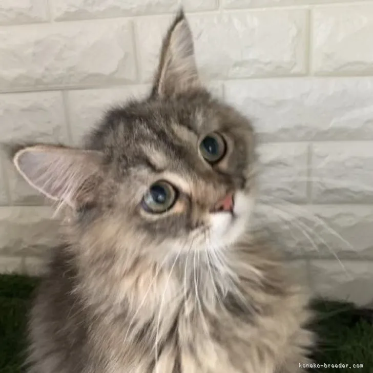 ID：2306-03585の子猫