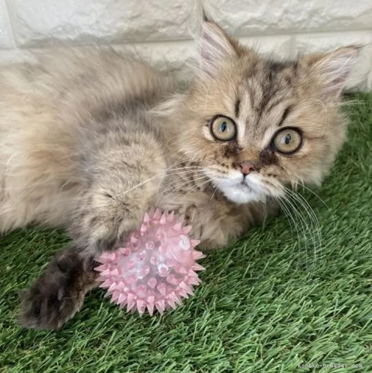 ID：2205-02096の子猫