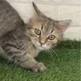 サイベリアンとペルシャのミックス【静岡県・男の子・2024年5月24日・ブラウンマッカレルタビー】の写真1