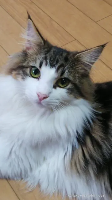 ID:2009-00461の子猫