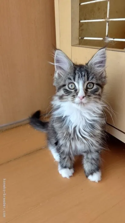 ID：2111-01482の子猫