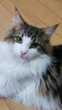 ノルウェージャンフォレストキャット【神奈川県・男の子・2020年1月12日・ブラウン クラシックタビー & ホワイト（しっかりとしたダブルコート）】の写真「ショータイプ。綺麗な目型、とても良い子になってます」