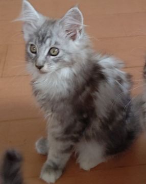 メインクーン【神奈川県・男の子・2021年4月24日・シルバークラッシックタビーアンドホワイト】の写真「活発な男の子です。」