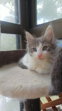 ノルウェージャンフォレストキャット【神奈川県・男の子・2020年10月4日・ブルーマッカレルタビー&ホワイト】の写真「八割れの可愛い、やんちゃっ子」