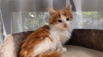 ノルウェージャンフォレストキャット【神奈川県・男の子・2021年4月26日・レッドクラシックタビー&ホワイ】の写真「とても、活動的な、無邪気な子です」