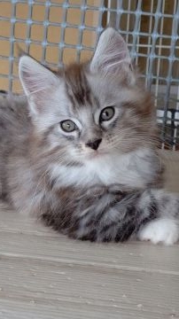 メインクーン【神奈川県・男の子・2021年4月24日・シルバークラッシックタビーアンドホワイト】の写真「人見知りしない、遊び好きな子」