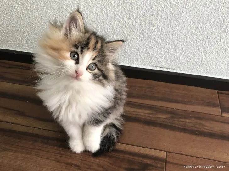 ID：2201-01325の子猫