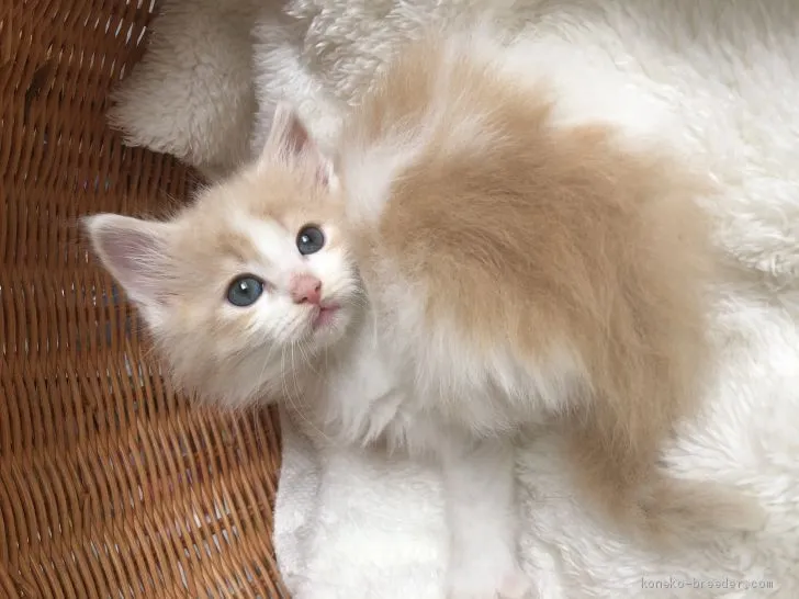 へちま 様のお迎えした子猫