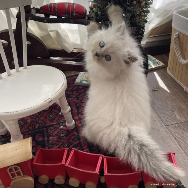 ID：2412-00509の子猫
