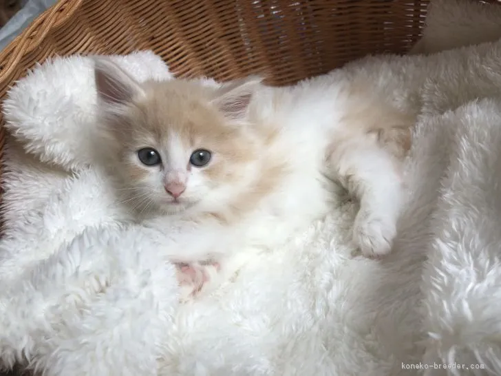 ラズ 様のお迎えした子猫