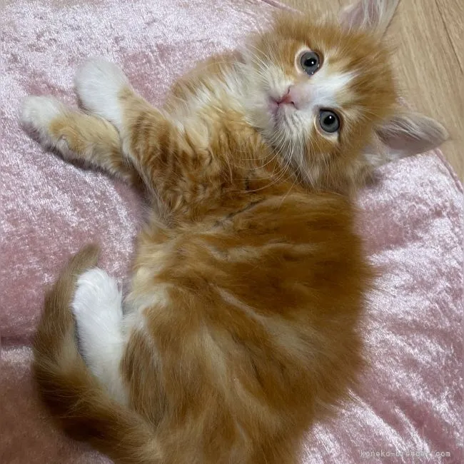 ID:2112-01355の子猫