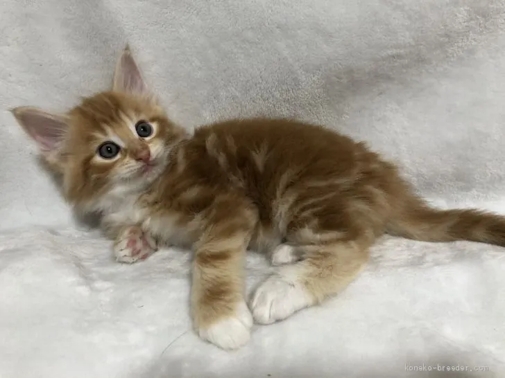 ID：2004-02243の子猫