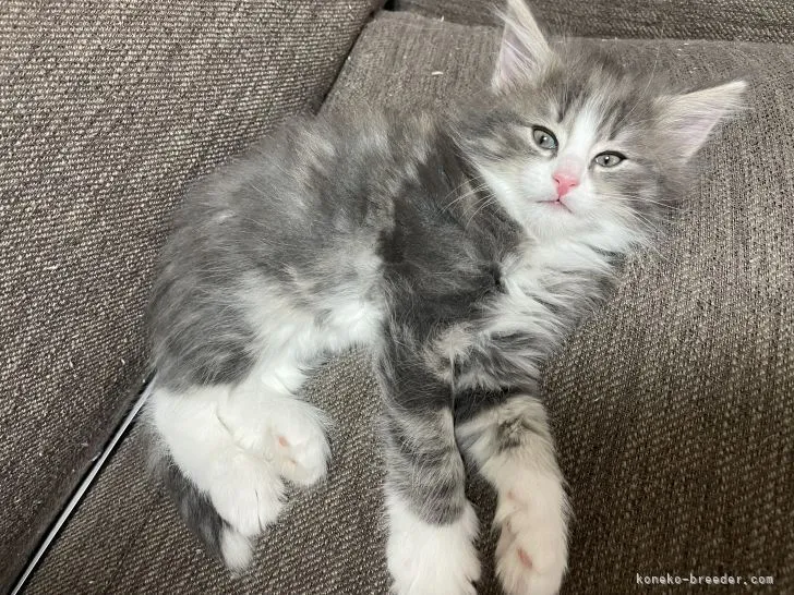 ID：2205-00071の子猫