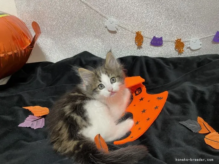 ID:2109-00548の子猫
