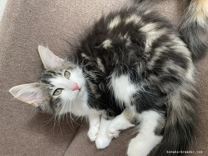 ID：2109-00544の子猫