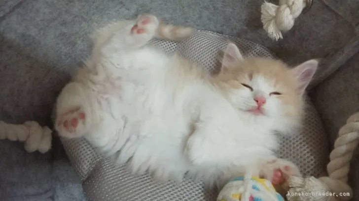 ID：2206-00204の子猫