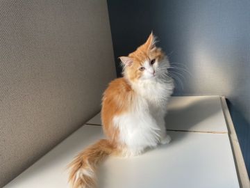 ノルウェージャンフォレストキャット【滋賀県・男の子・2021年8月1日・レッドマッカレルタビー&ホワイト】の写真「優しい男の子です。」