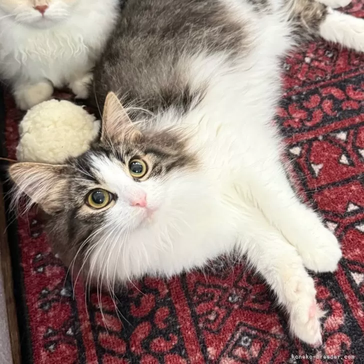 ノルウェージャンフォレストキャット【滋賀県・女の子・2025年3月3日・ブラウンマッカレルタビー&amp;ホワイト】の写真1