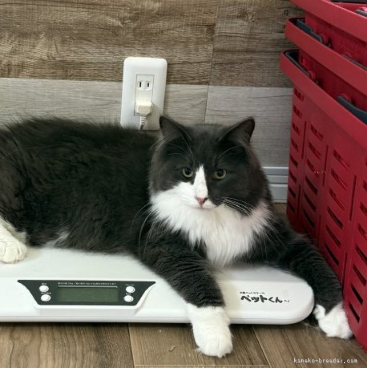 ブリーダー画像