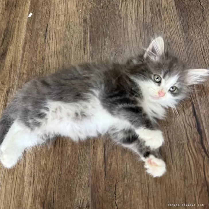 ノルウェージャンフォレストキャット【滋賀県・女の子・2025年5月22日・ブルーマッカレルタビー&amp;ホワイト】の写真1