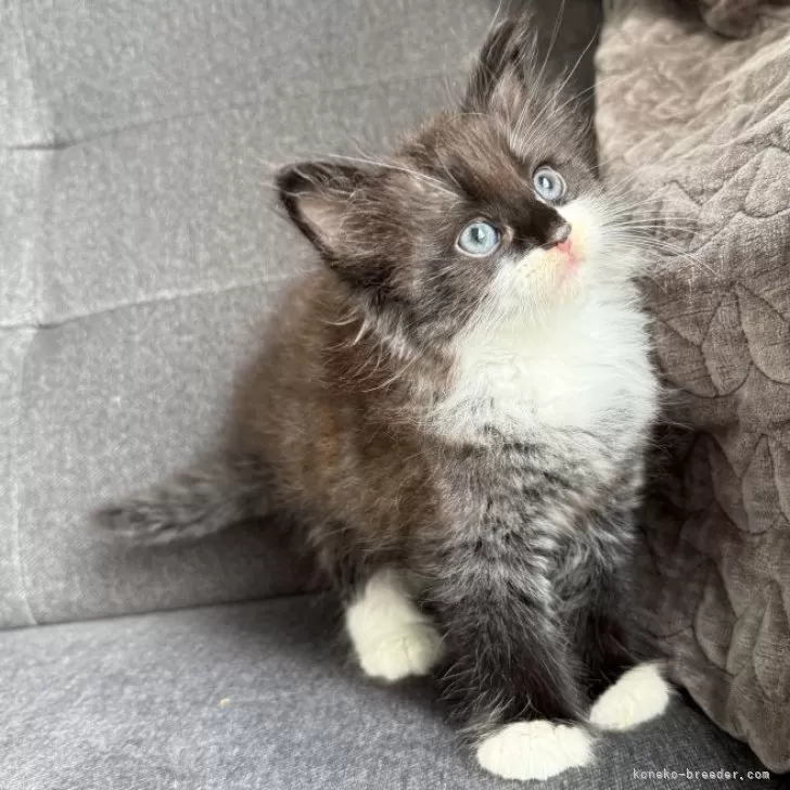 ノルウェージャンフォレストキャット【滋賀県・男の子・2025年5月22日・ブラックスモーク&amp;ホワイト】の写真1