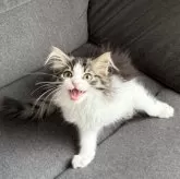 ノルウェージャンフォレストキャット