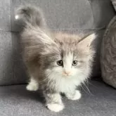 ノルウェージャンフォレストキャット