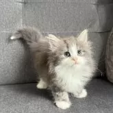 ノルウェージャンフォレストキャット【滋賀県・女の子・2025年5月22日・ブルーマッカレルタビー&ホワイト】の写真2