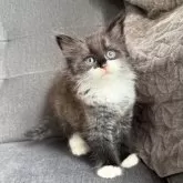 ノルウェージャンフォレストキャット【滋賀県・男の子・2025年5月22日・ブラックスモーク&ホワイト】の写真2