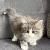 ノルウェージャンフォレストキャット【滋賀県・女の子・2025年5月22日・ブルーマッカレルタビー&ホワイト】の写真3