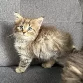 ノルウェージャンフォレストキャット【滋賀県・女の子・2025年5月22日・ブラウンマッカレルタビー&ホワイト】の写真3