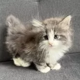 ノルウェージャンフォレストキャット【滋賀県・女の子・2025年5月22日・ブルーマッカレルタビー&ホワイト】の写真5