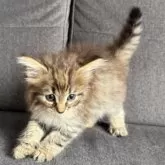 ノルウェージャンフォレストキャット【滋賀県・女の子・2025年5月22日・ブラウンマッカレルタビー&ホワイト】の写真5