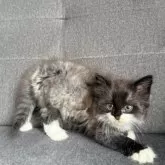 ノルウェージャンフォレストキャット【滋賀県・男の子・2025年5月22日・ブラックスモーク&ホワイト】の写真5