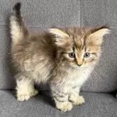 ノルウェージャンフォレストキャット【滋賀県・女の子・2025年5月22日・ブラウンマッカレルタビー&ホワイト】の写真6