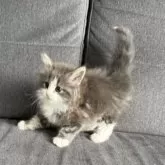 ノルウェージャンフォレストキャット【滋賀県・女の子・2025年5月22日・ブルーマッカレルタビー&ホワイト】の写真6