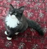 ノルウェージャンフォレストキャット【滋賀県・男の子・2025年5月22日・ブラックスモーク&ホワイト】の写真8