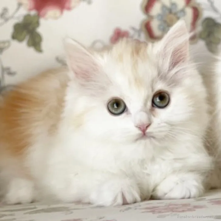 ID：2303-02605の子猫