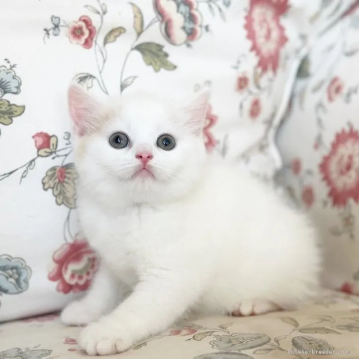 ID：2309-00194の子猫