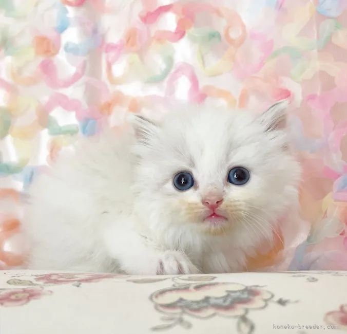 ID：2204-01057の子猫