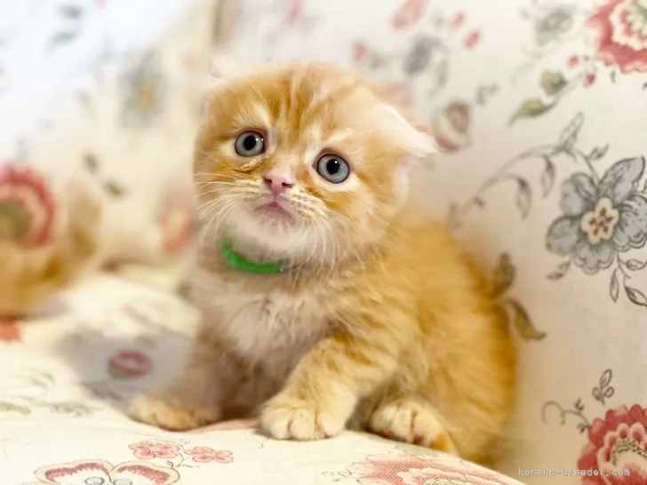 ID：2111-00324の子猫